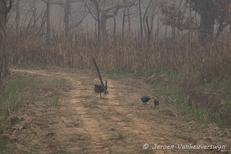 Indian Peafowl - ML100495141