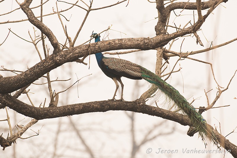 Indian Peafowl - ML100495161