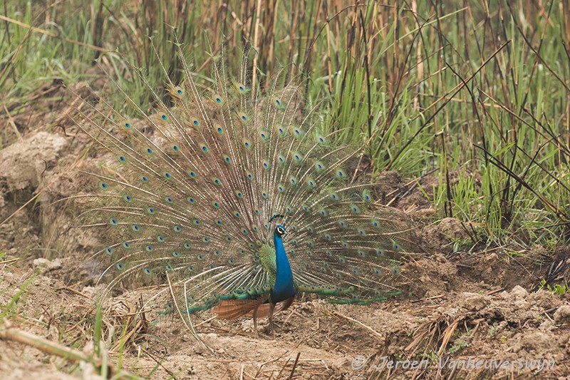 Indian Peafowl - ML100495171