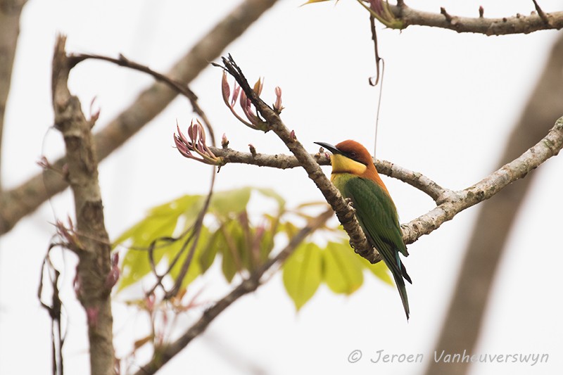 Chestnut-headed Bee-eater - Jeroen Vanheuverswyn