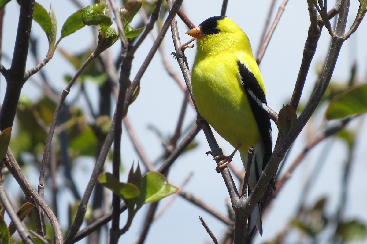 Chardonneret jaune - ML100496061