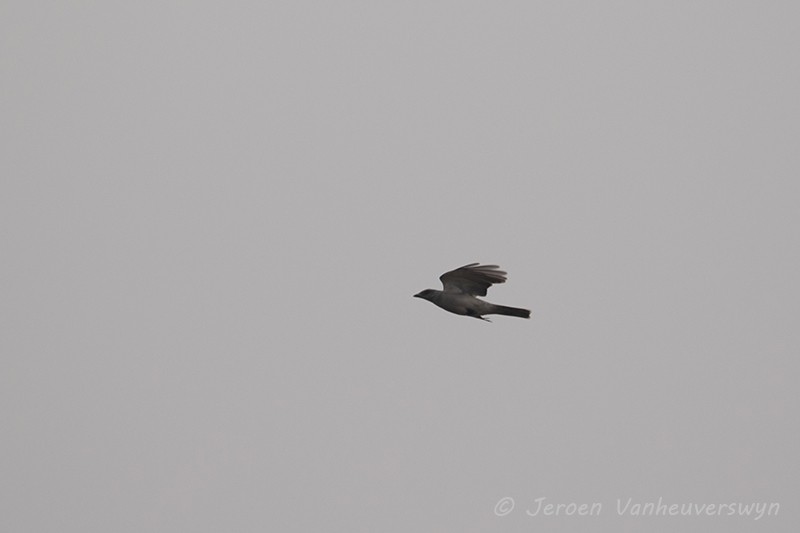 Large Cuckooshrike - ML100496591