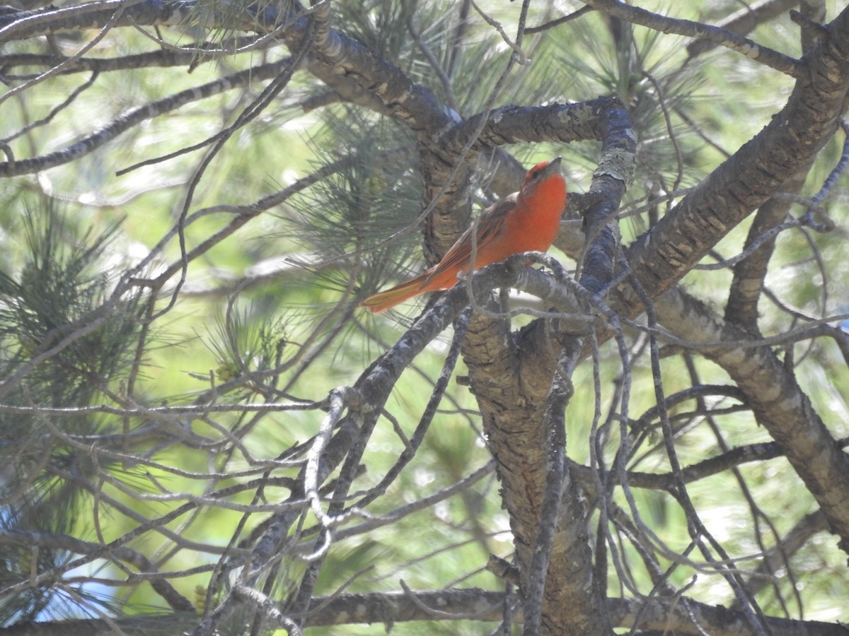 Hepatic Tanager - ML100497671