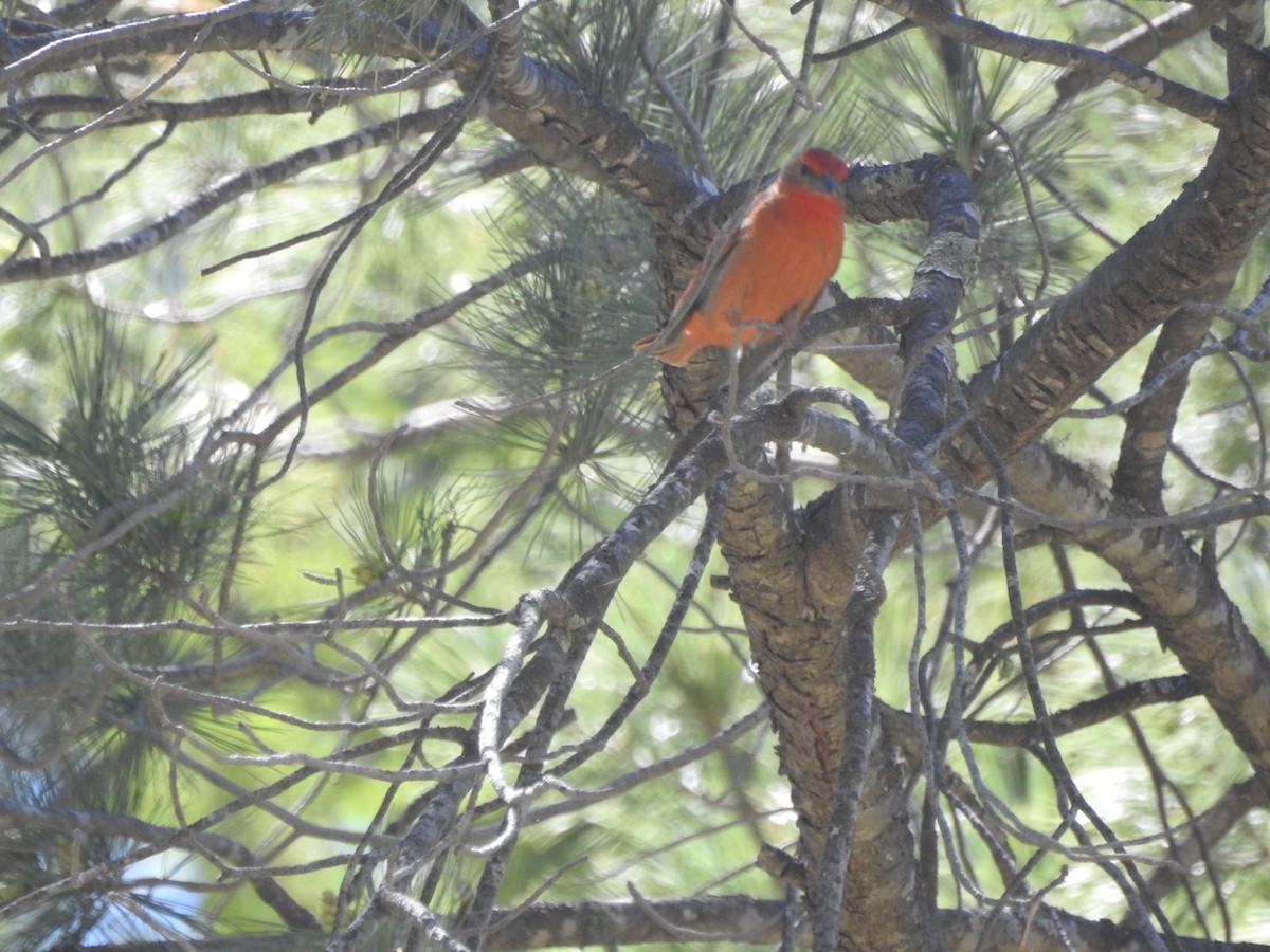 Hepatic Tanager - ML100497691