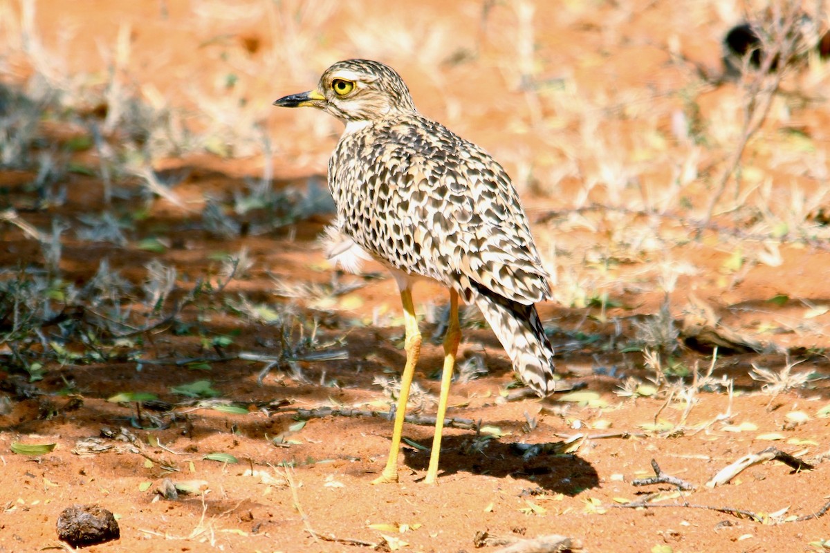 Spotted Thick-knee - Dale Provost