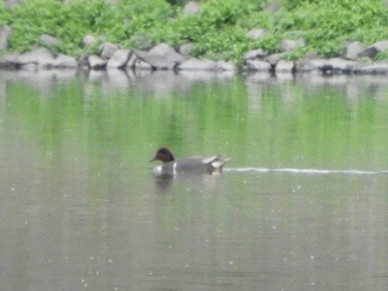 Green-winged Teal - ML100498921