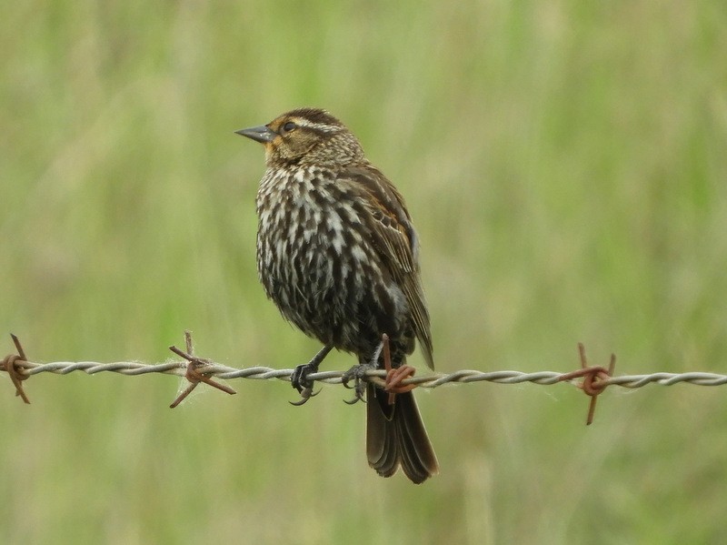 Red-winged Blackbird - ML100499001