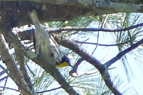 Yellow-throated Warbler - ML100499311