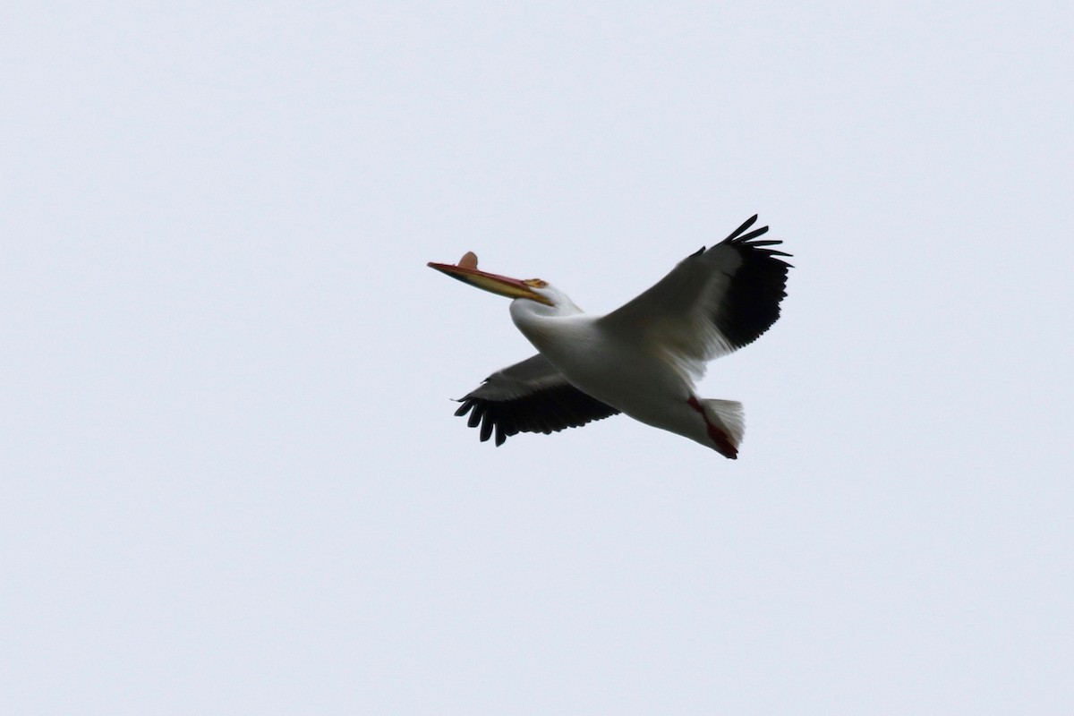 pelikán severoamerický - ML100499481
