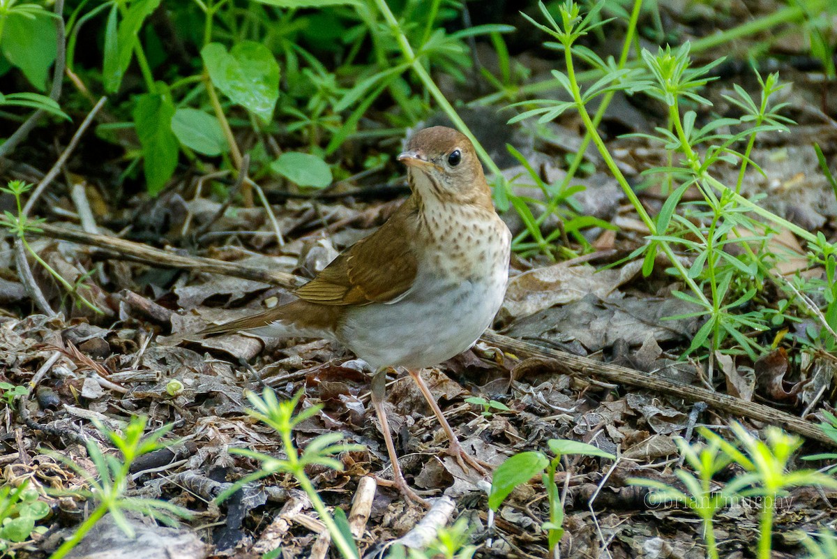 Veery - Brian Murphy