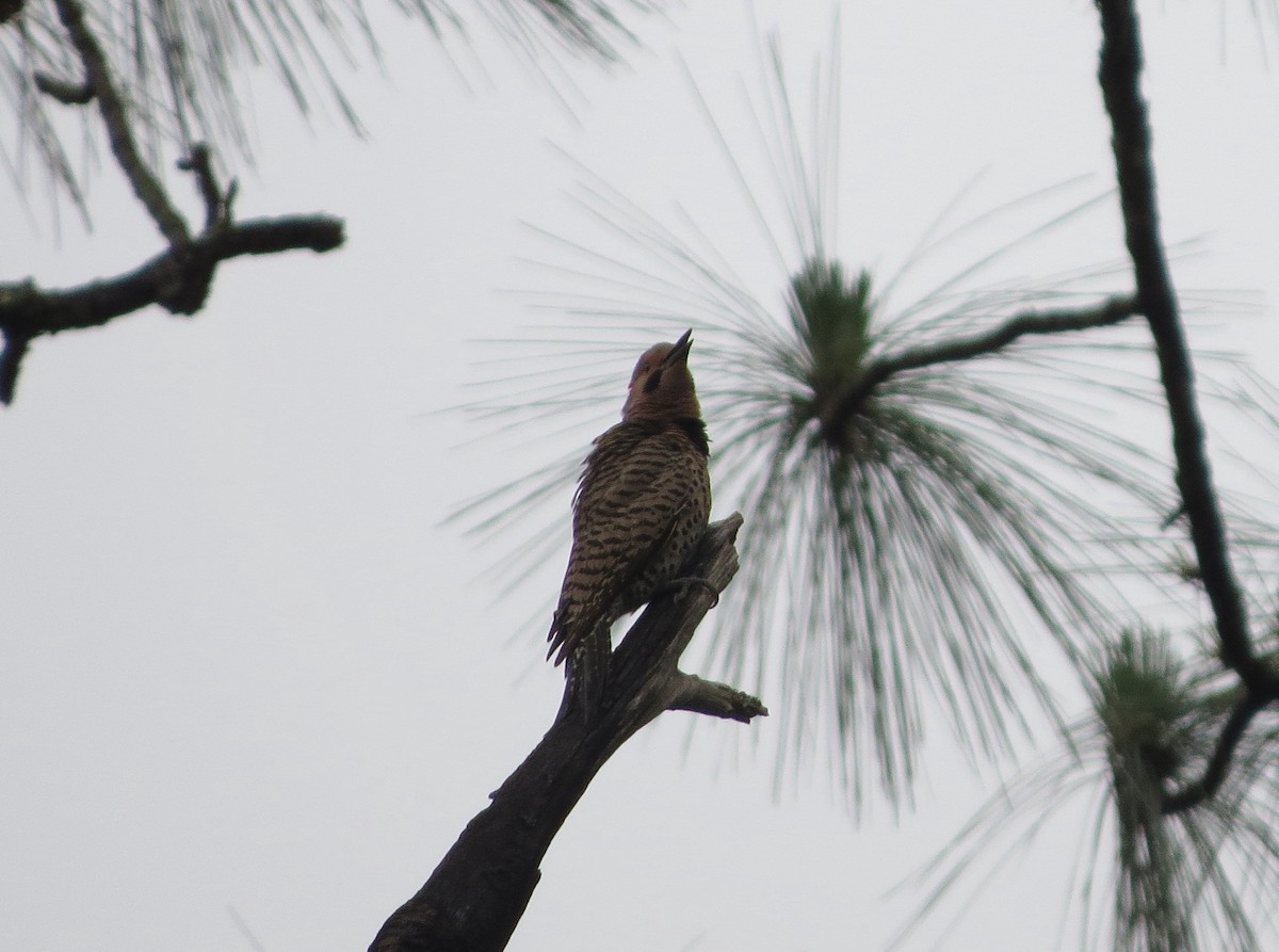 Northern Flicker - ML100502221