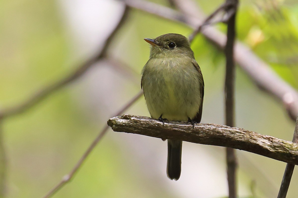 Yellow-bellied Flycatcher - ML100503401