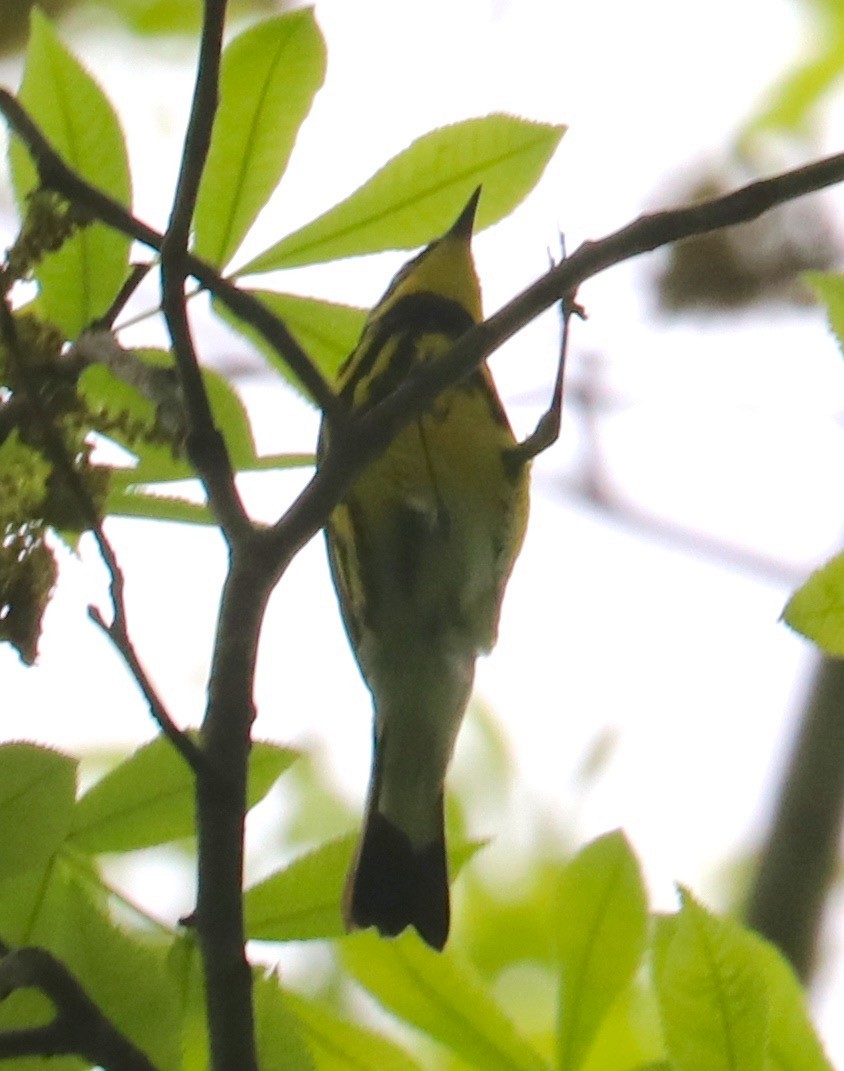 Magnolia Warbler - Dave Czaplak