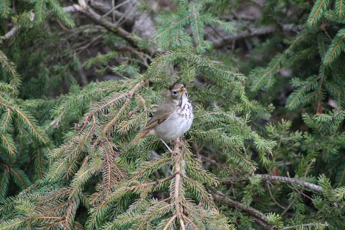 Hermit Thrush - Chuck Barnes