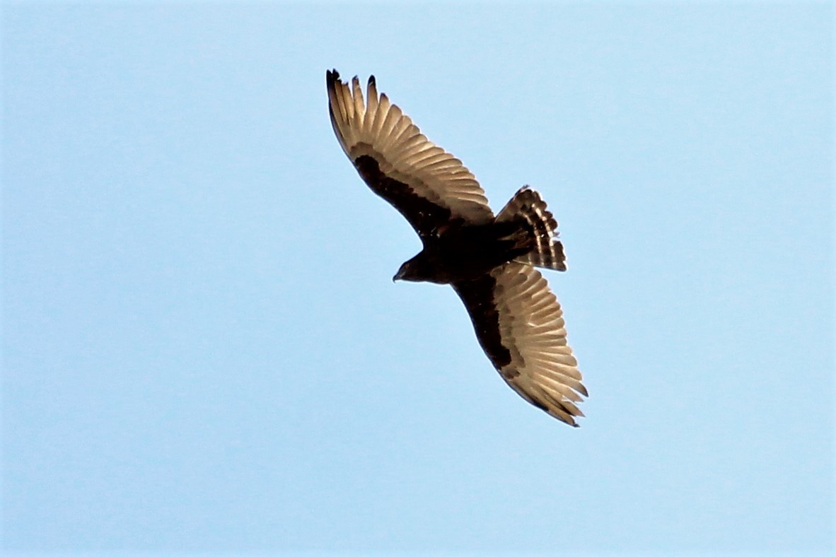 Brown Snake-Eagle - ML100505021