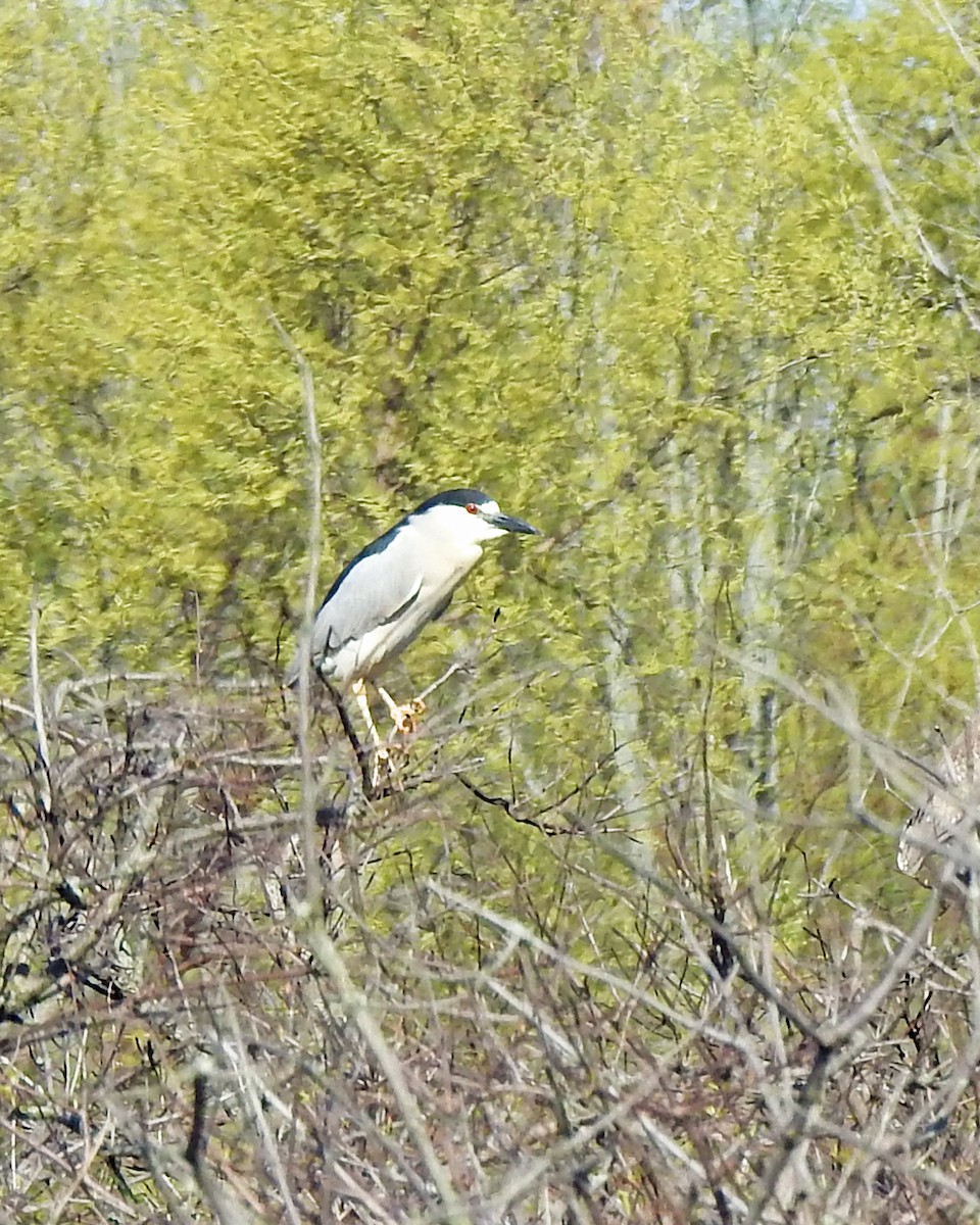 Black-crowned Night Heron - ML100509161