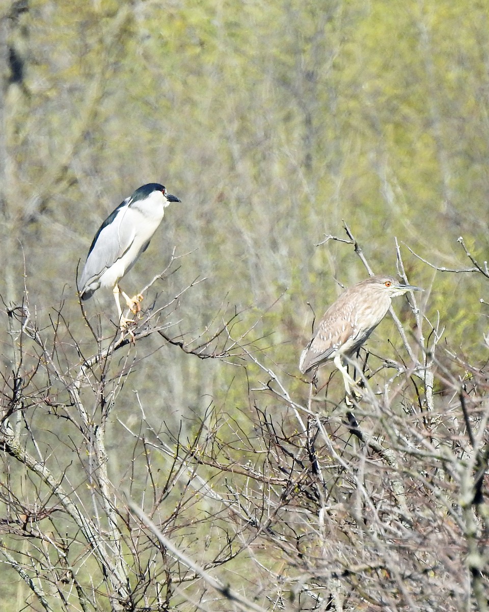 Black-crowned Night Heron - ML100509171