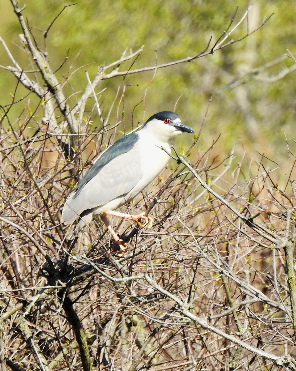Black-crowned Night Heron - Karen Zeleznik