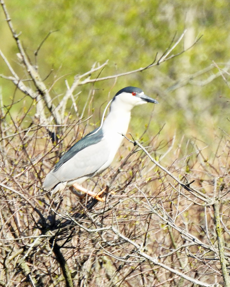 Black-crowned Night Heron - ML100509221