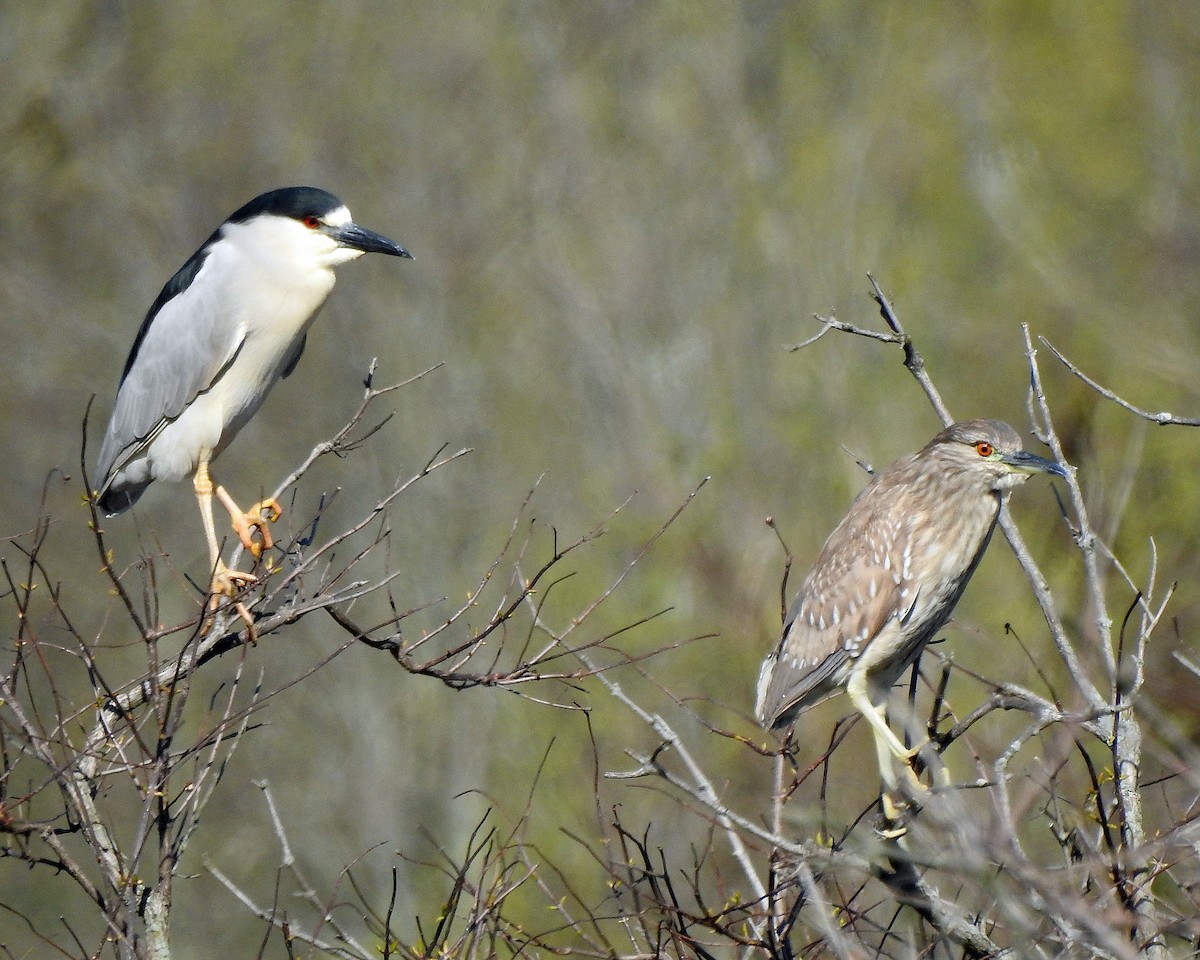 Black-crowned Night Heron - ML100509241