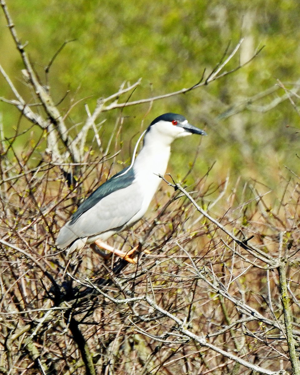 Black-crowned Night Heron - ML100509251