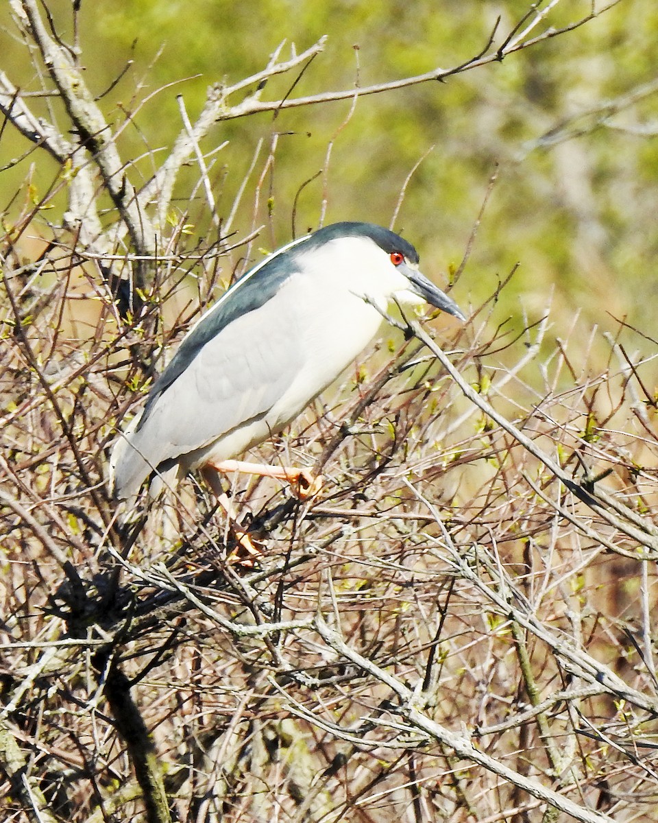 Black-crowned Night Heron - Karen Zeleznik