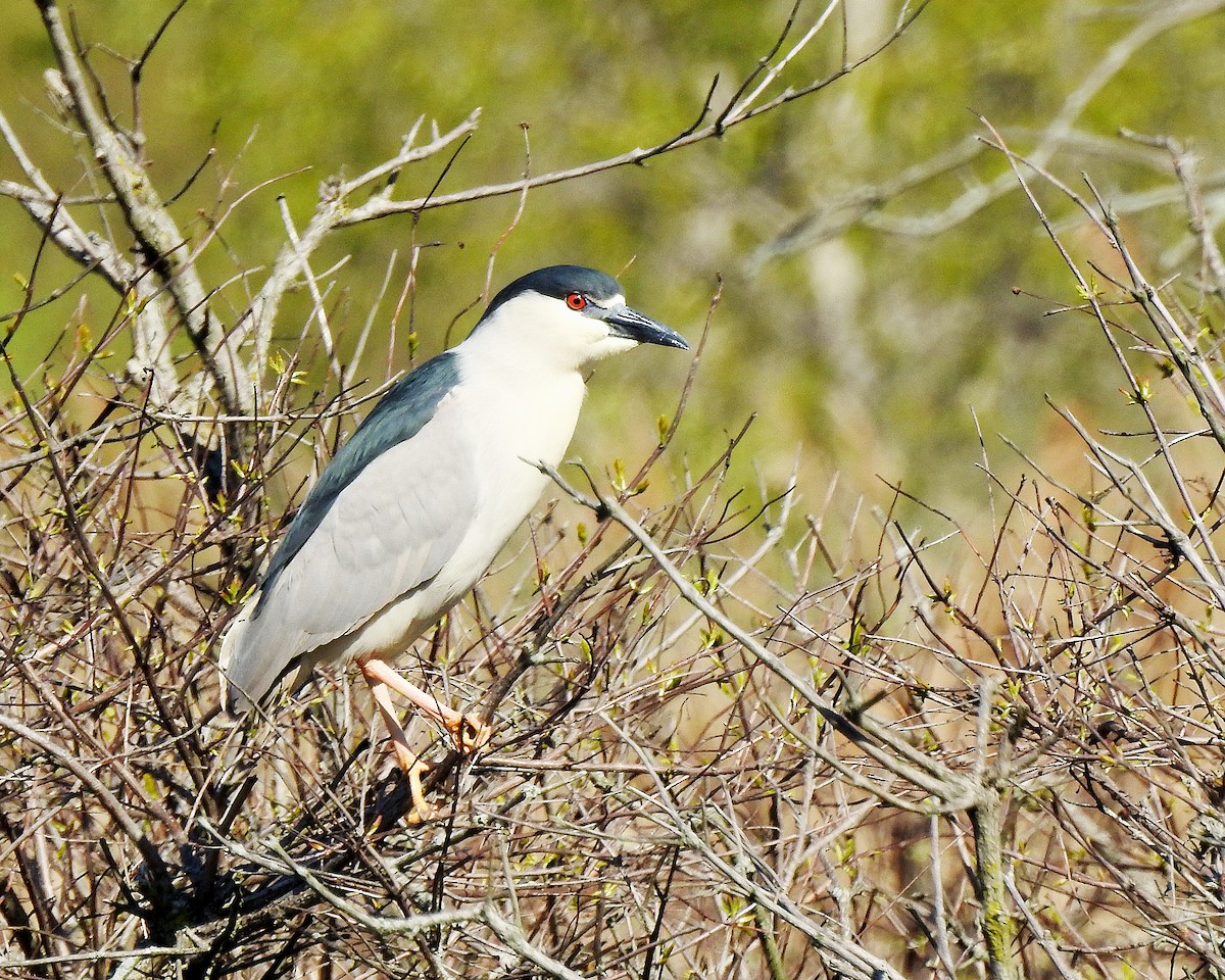 Black-crowned Night Heron - ML100509371