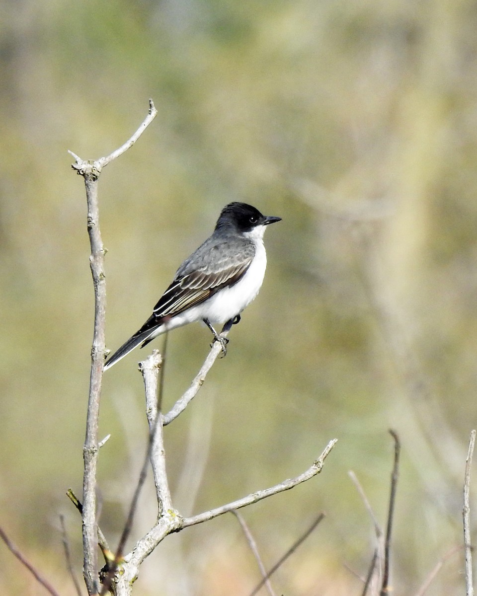 Eastern Kingbird - ML100509441