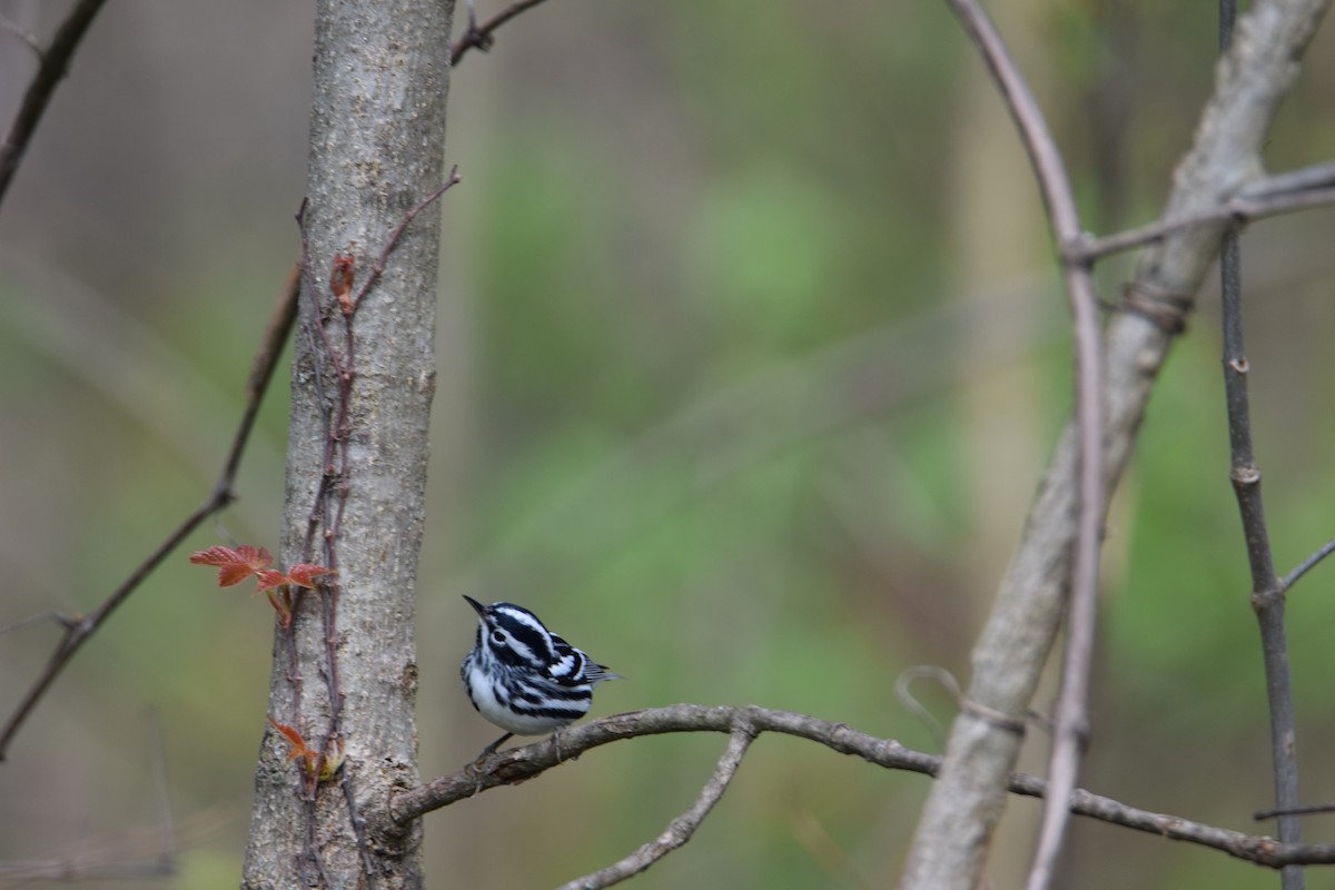 Black-and-white Warbler - ML100511941