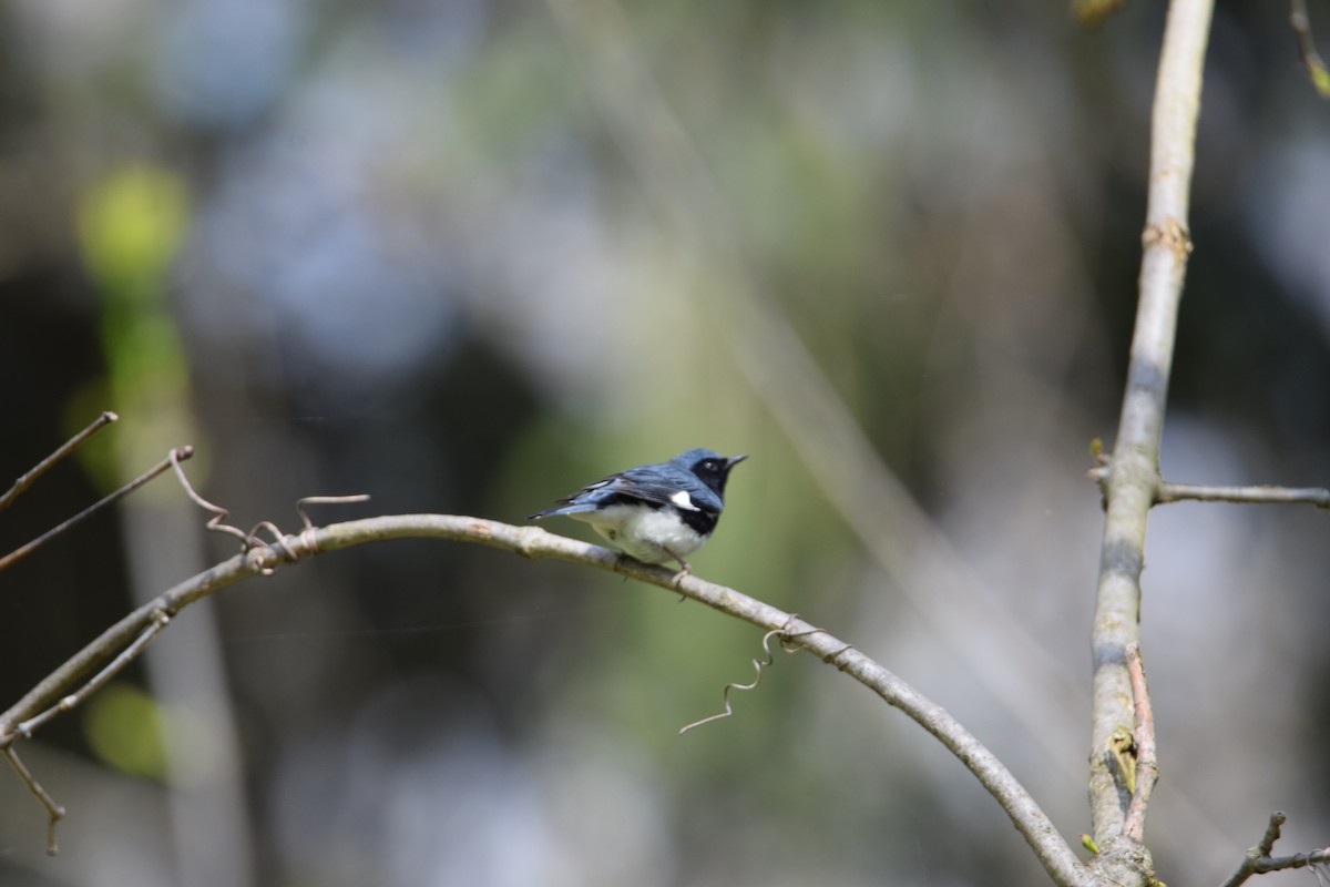 Black-throated Blue Warbler - ML100512141