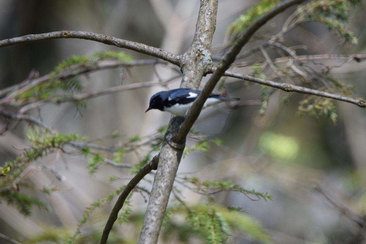 Black-throated Blue Warbler - ML100512181