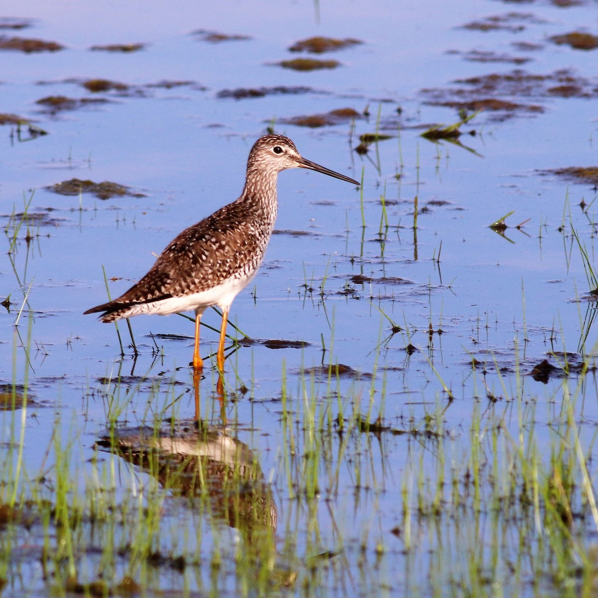 Greater Yellowlegs - ML100512571