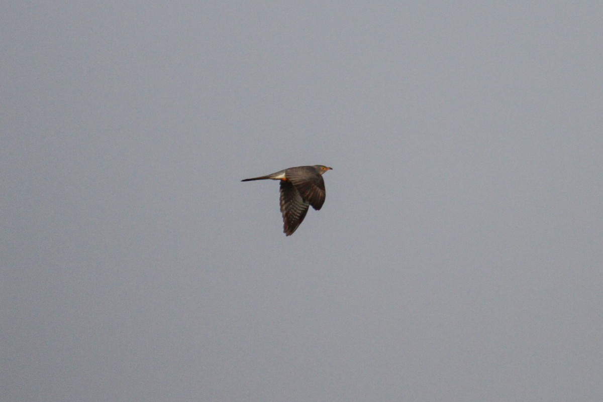 African Cuckoo - ML100514111