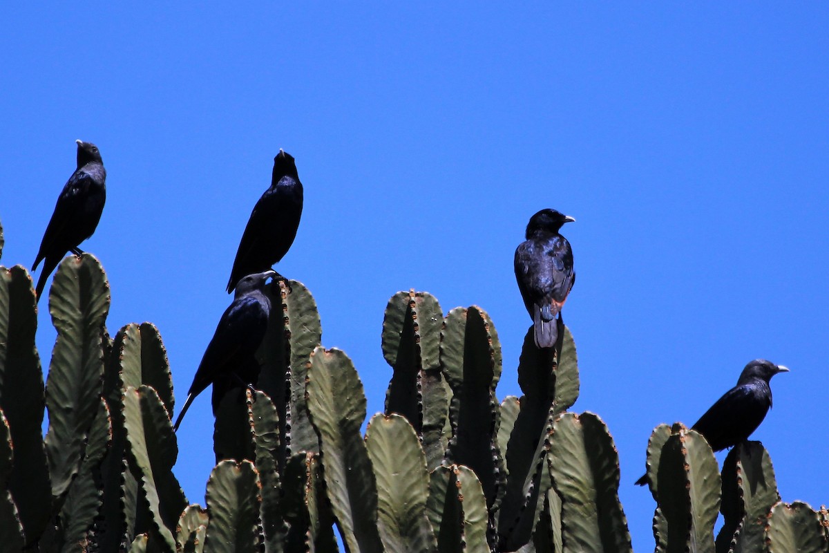 White-billed Starling - ML100514431