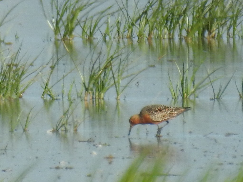 Red Knot - ML100514451
