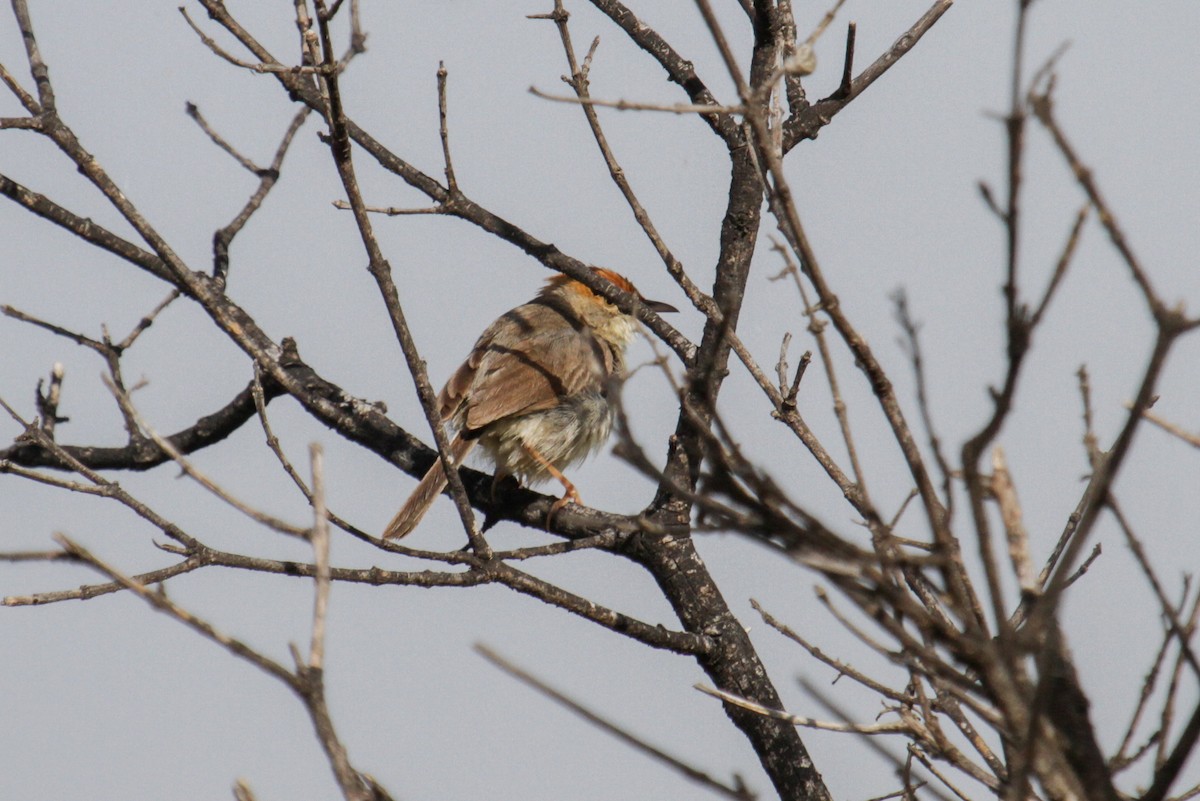 Tabora Cisticola - Tommy Pedersen