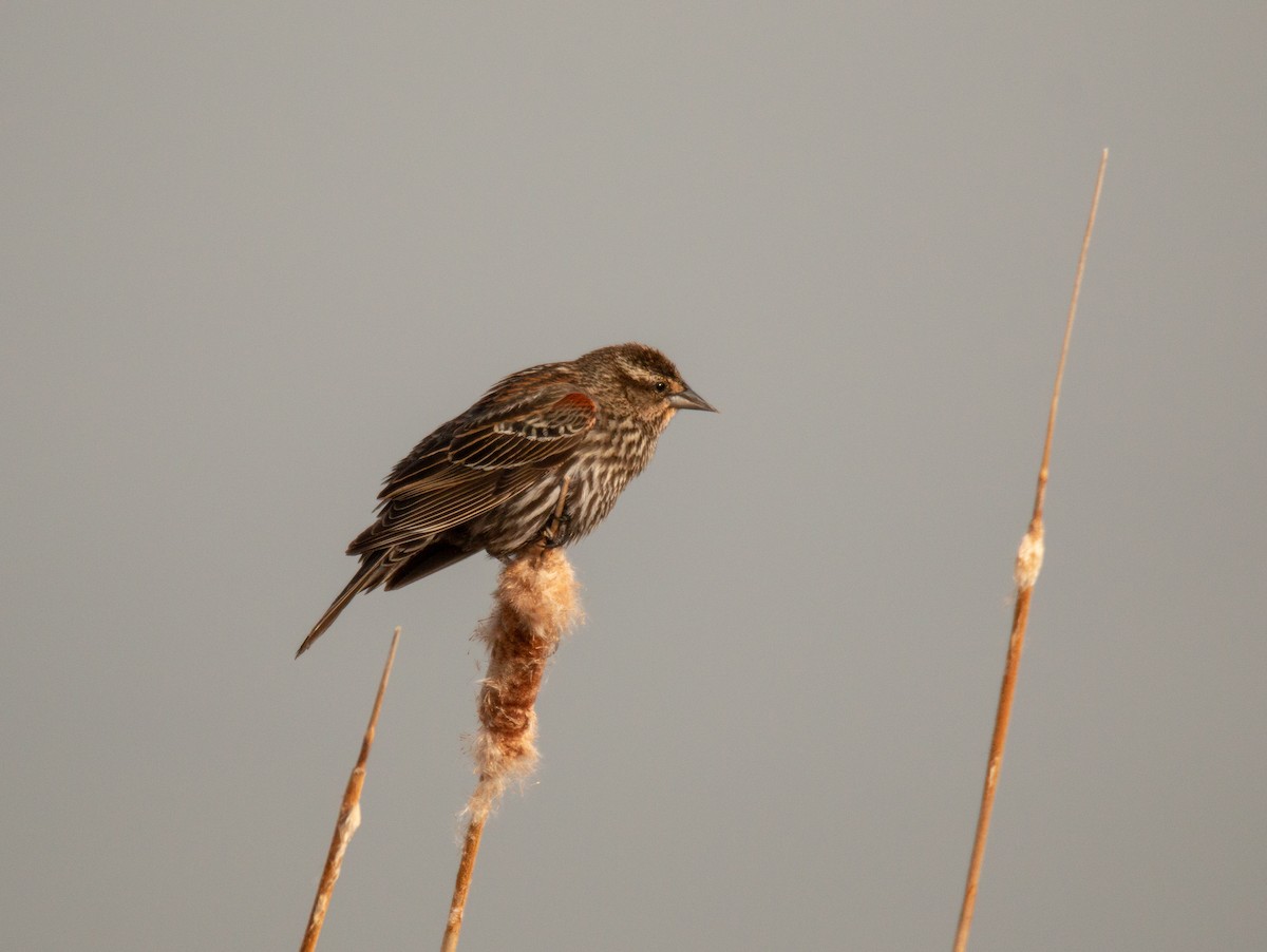 Red-winged Blackbird - ML100515031