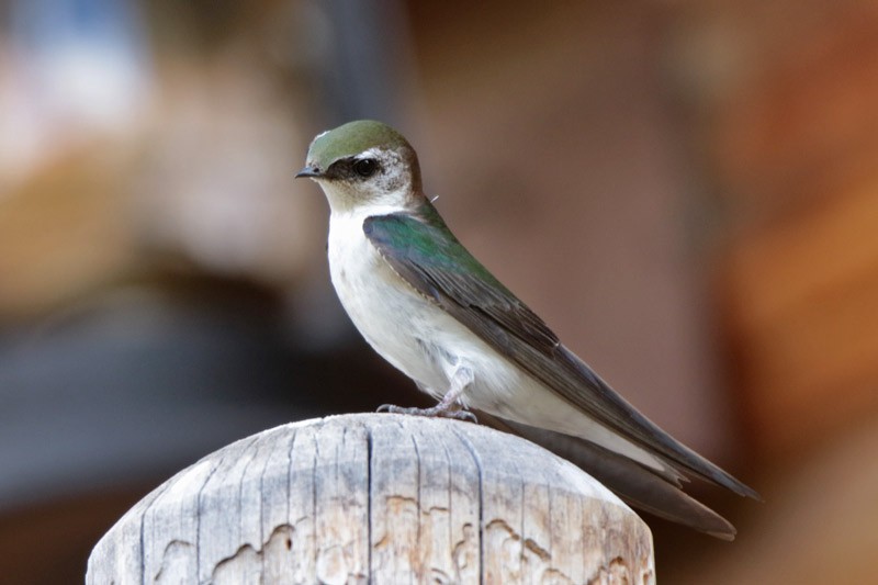 Violet-green Swallow - ML100515161