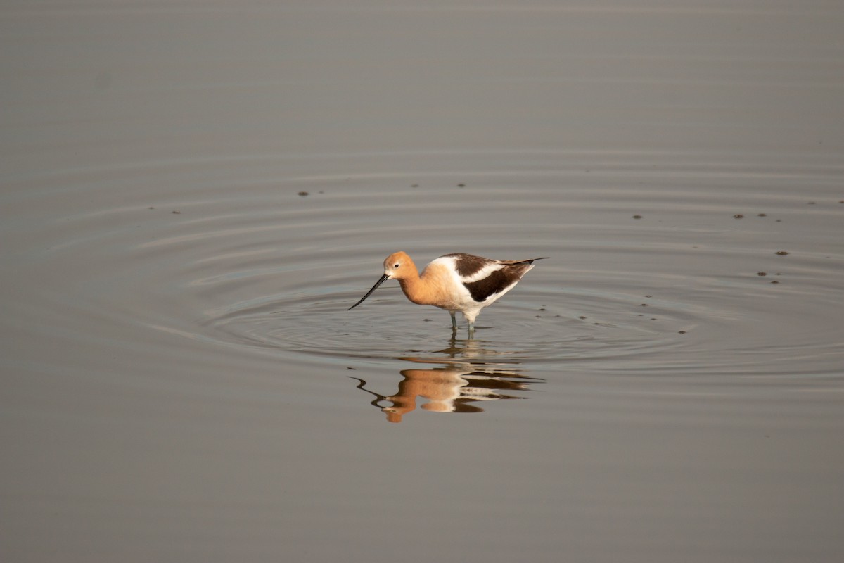 American Avocet - ML100515221