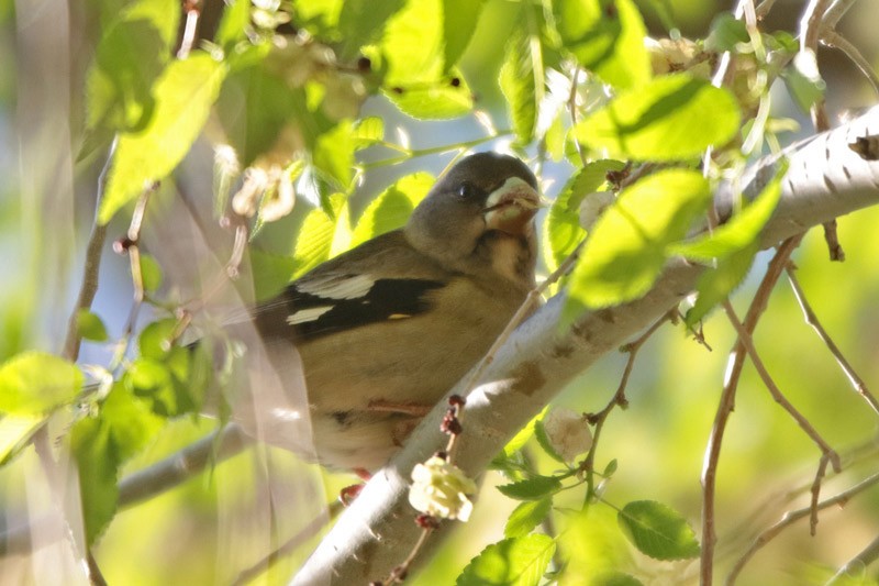 Evening Grosbeak - ML100515361