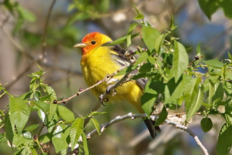 Piranga Carirroja - ML100515451