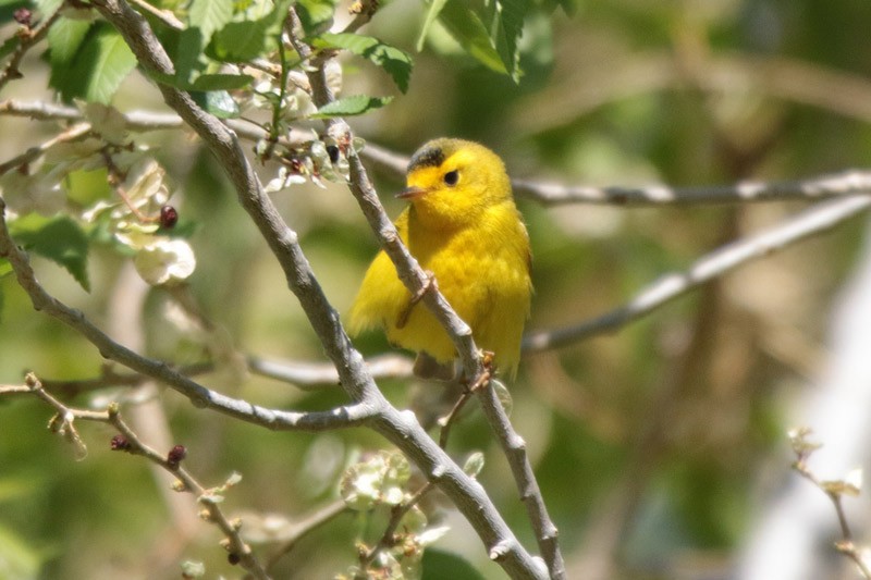 Wilson's Warbler - ML100515611