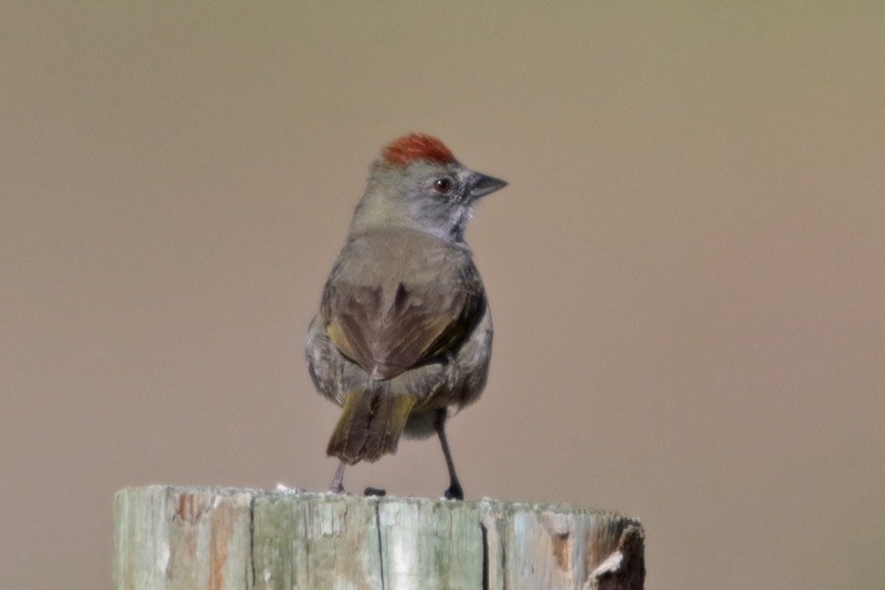 Green-tailed Towhee - ML100517031