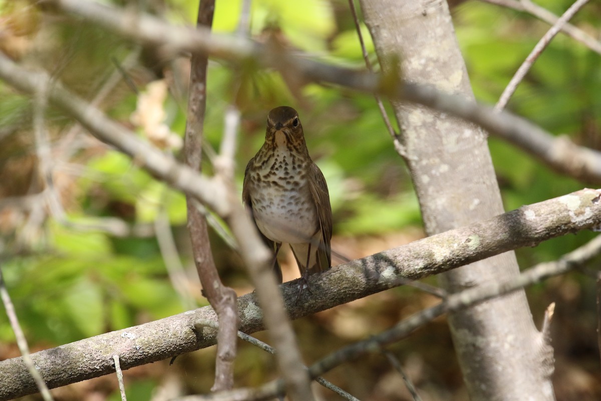 Swainson's Thrush - ML100517141