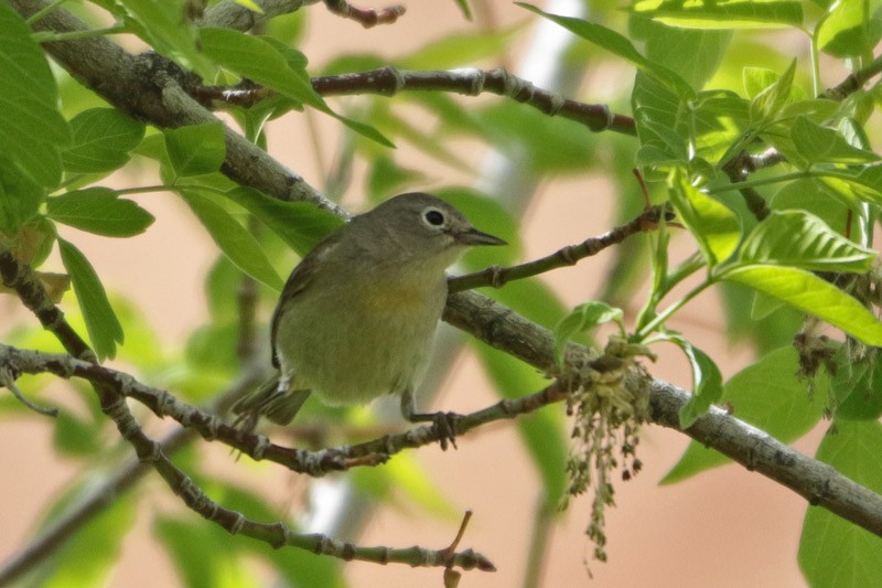 Virginia's Warbler - ML100517171