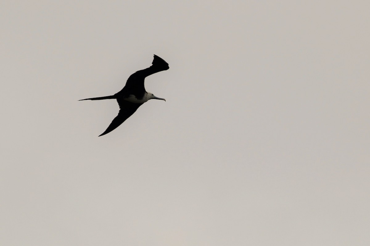 Magnificent Frigatebird - ML100517241