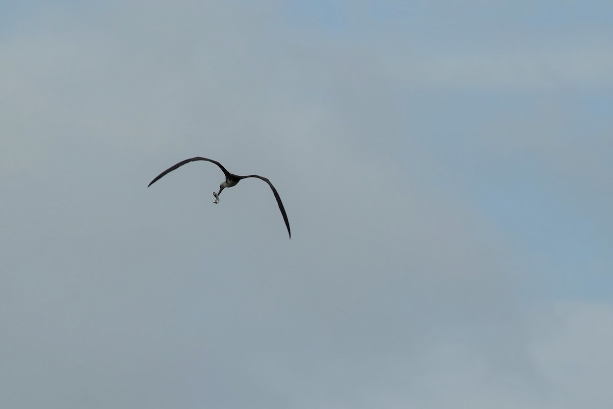 Magnificent Frigatebird - ML100517251