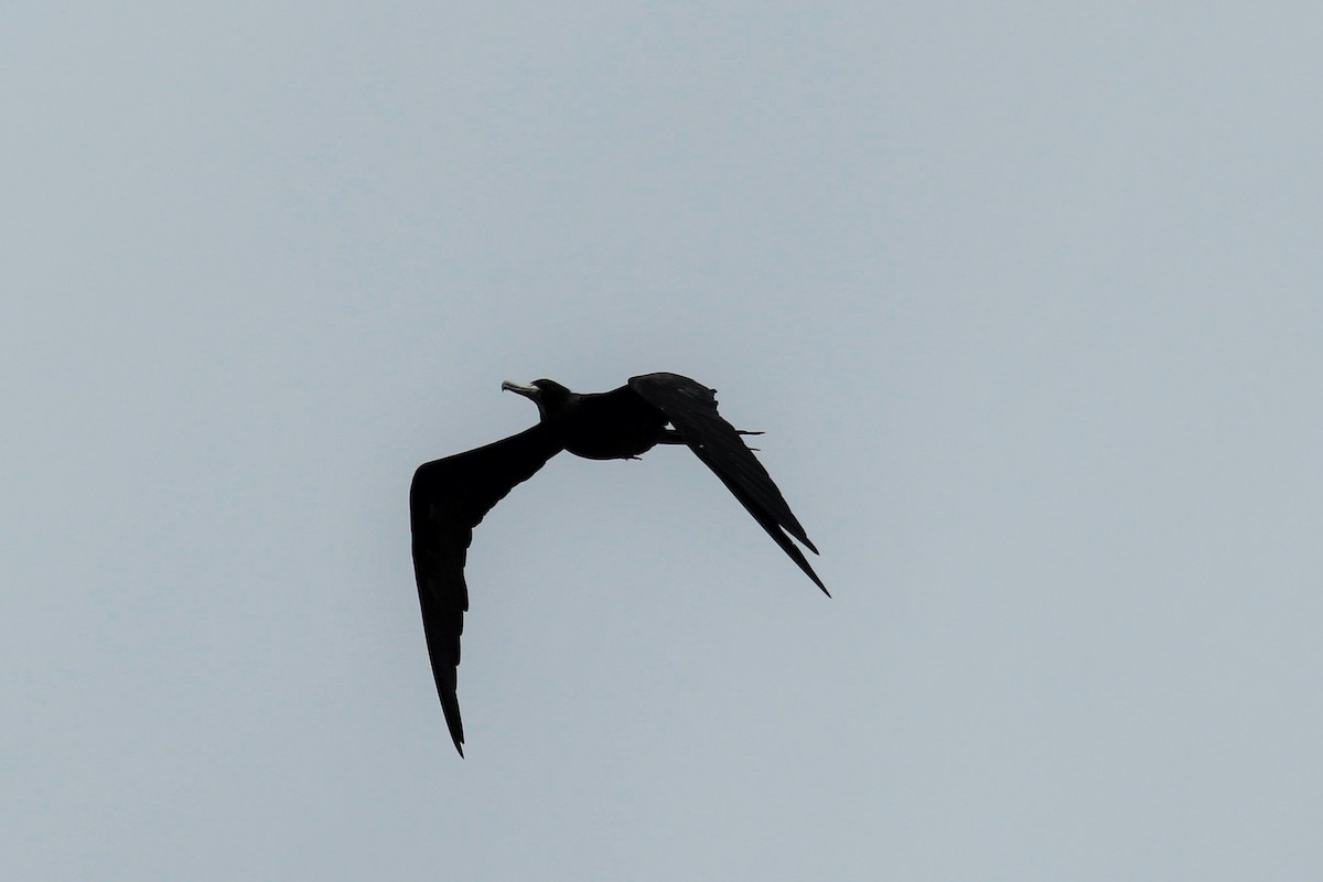 Magnificent Frigatebird - ML100517301