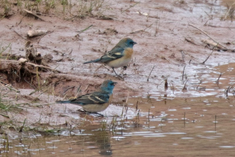 Lazuli Bunting - ML100518461