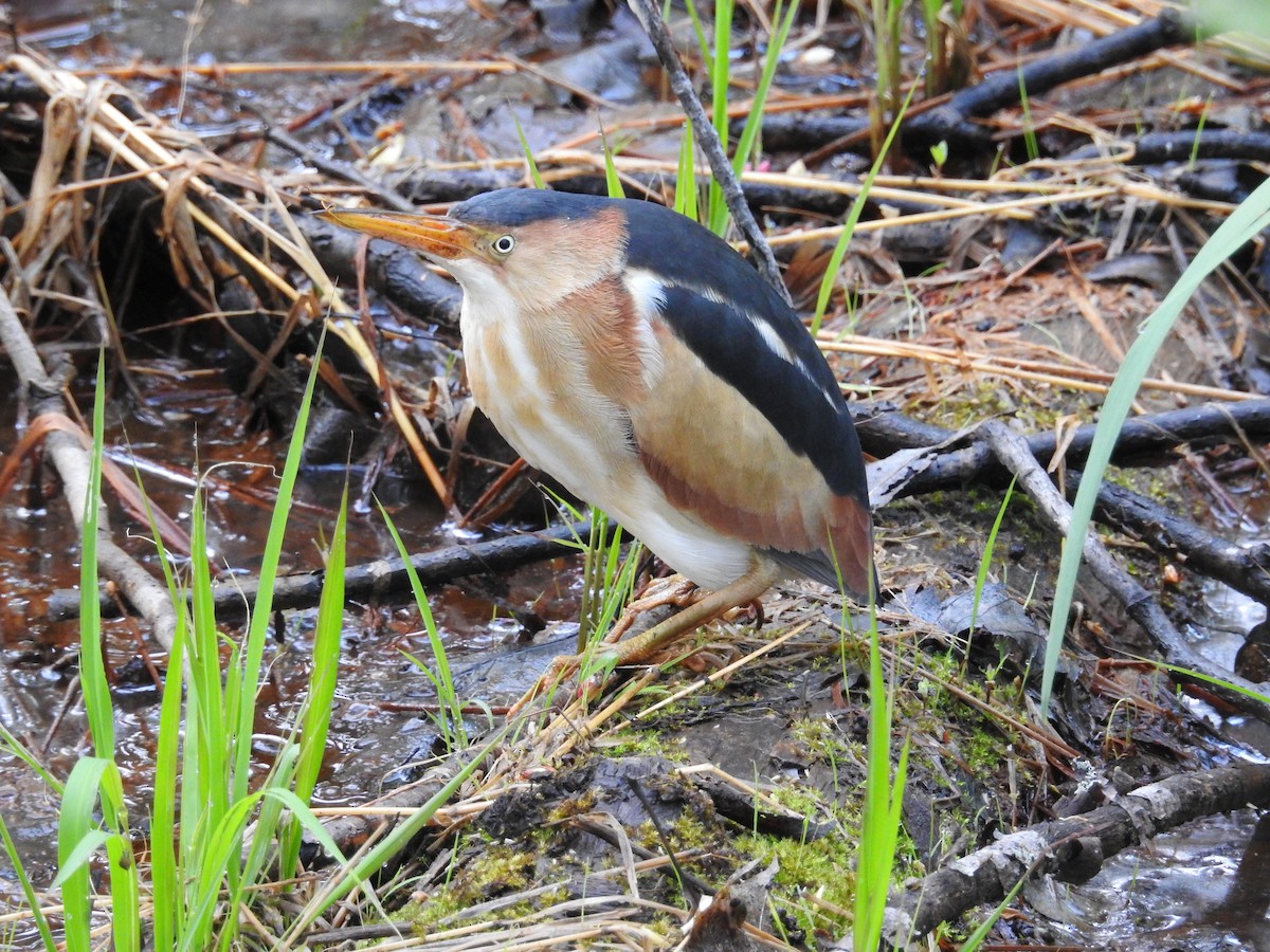 Least Bittern - ML100519101